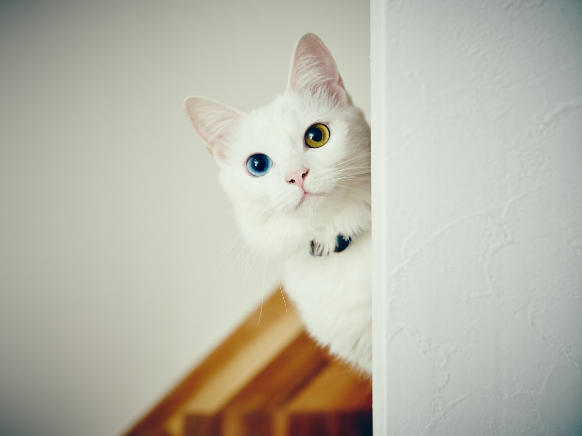 ベストオブ オッドアイ 待ち受け 可愛い 猫 サマロンデ