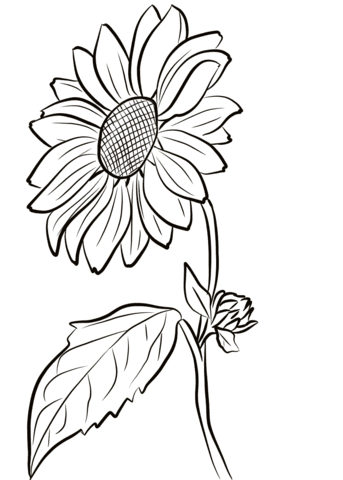 Free collection of 30+ printable sunflower coloring pages printable sunflower coloring page. Sunflower Coloring Page Free Printable Coloring Pages