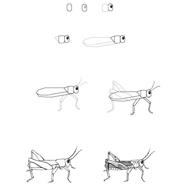 maycintadamayantixibb: How To Draw Picture Of Grasshopper