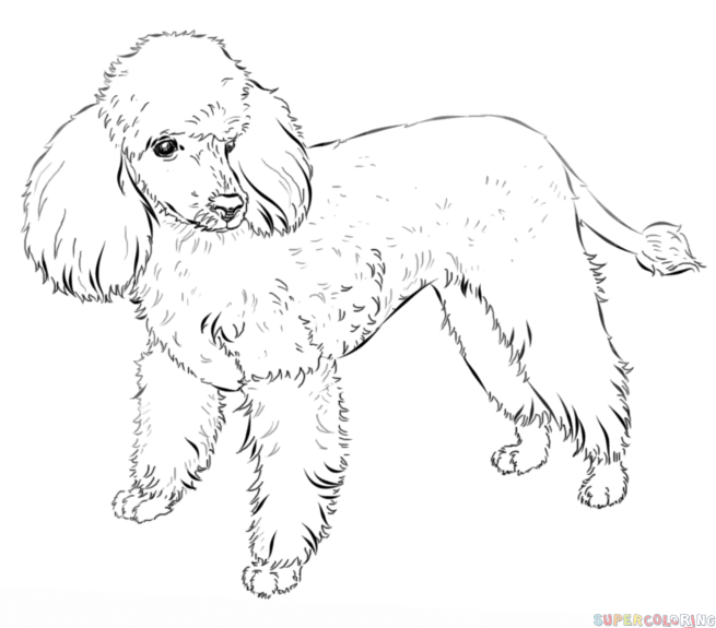 Pattern coloring pages animal coloring pages free printable coloring pages free printables baby puppies baby dogs poodle drawing baby applique drawing toy poodle coloring page from dogs category. Free Drawn Printable Image Of Full Size Poodle Download Free Clip Art Free Clip Art On Clipart Library