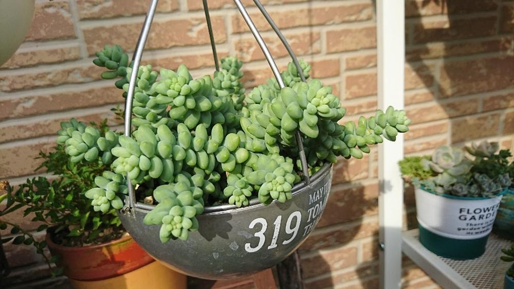 いろいろ 多肉 植物 ビアホップ 増やし 方