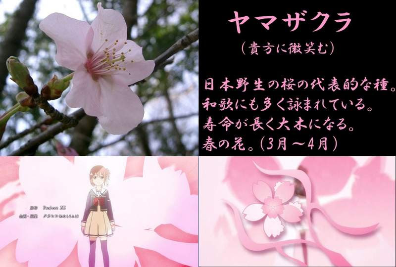 50 山桜 花 言葉