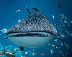 whale shark
