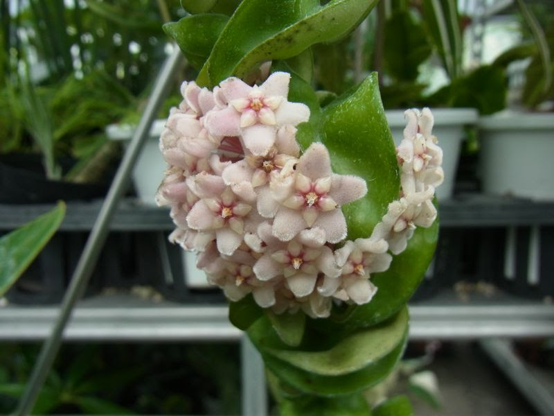 すべての美しい花の画像 最高のホヤ の 花 種類