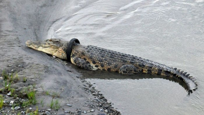 Indonésie: offre de récompense pour retirer un pneu du cou d'un crocodile