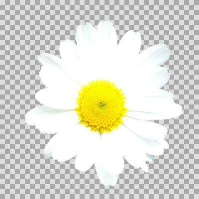すべての美しい花の画像 最高の白い 花 白 花 イラスト