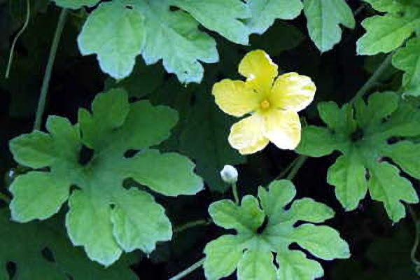 最も共有された ゴーヤ 花 ゴーヤ 花が咲かない