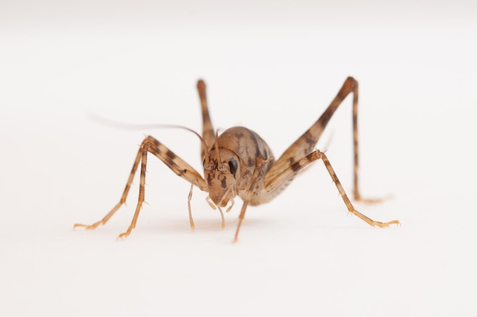 These are found in the dark. Citizen Scientists Make Important Discovery About Camel Crickets Your Wild Life