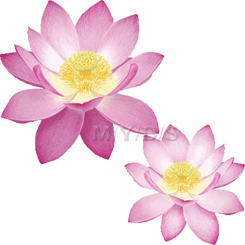 ロイヤリティフリー蓮の花 イラスト フリー素材 ただのディズニー画像
