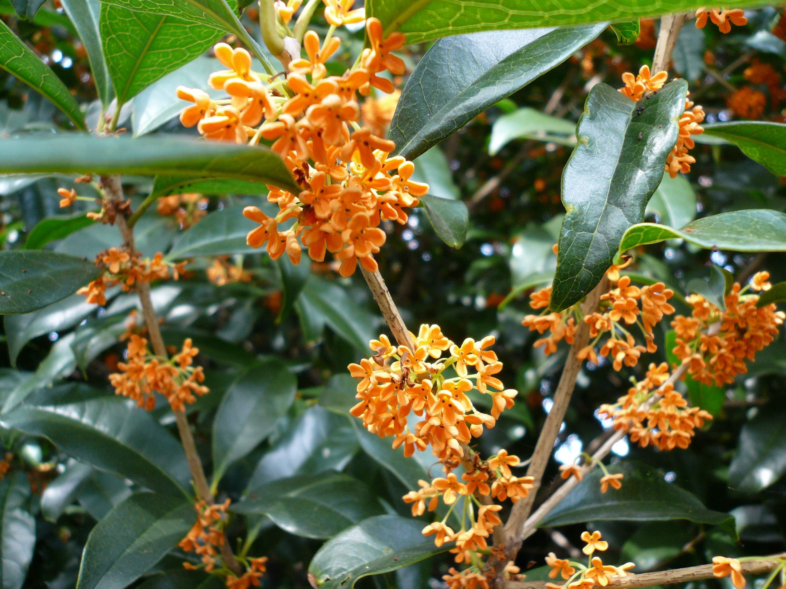 上金木犀 壁紙 最高の花の画像