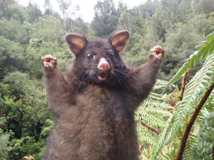 動物画像無料 綺麗なオーストラリア 動物 写真