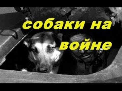 Собаки на Великой Отечественной войне .