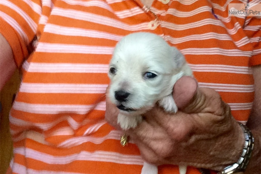 Browse thru maltese puppies for sale near arlington, texas, usa area listings on puppyfinder.com to find your perfect puppy. Maltese Puppies For Sale In Houston Texas Stockbroker Internships Glasgow