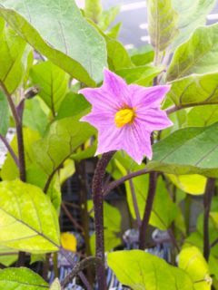 すべての美しい花の画像 最高ナス 花言葉