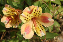 心に強く訴えるユリ科の花 種類 最高の花の画像