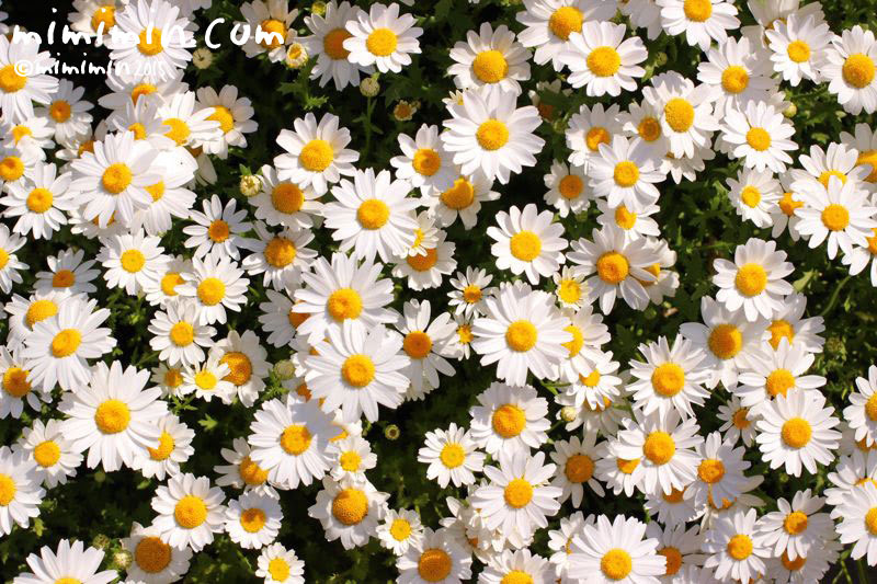 美しい花の画像 最高スノー ポール 花 言葉