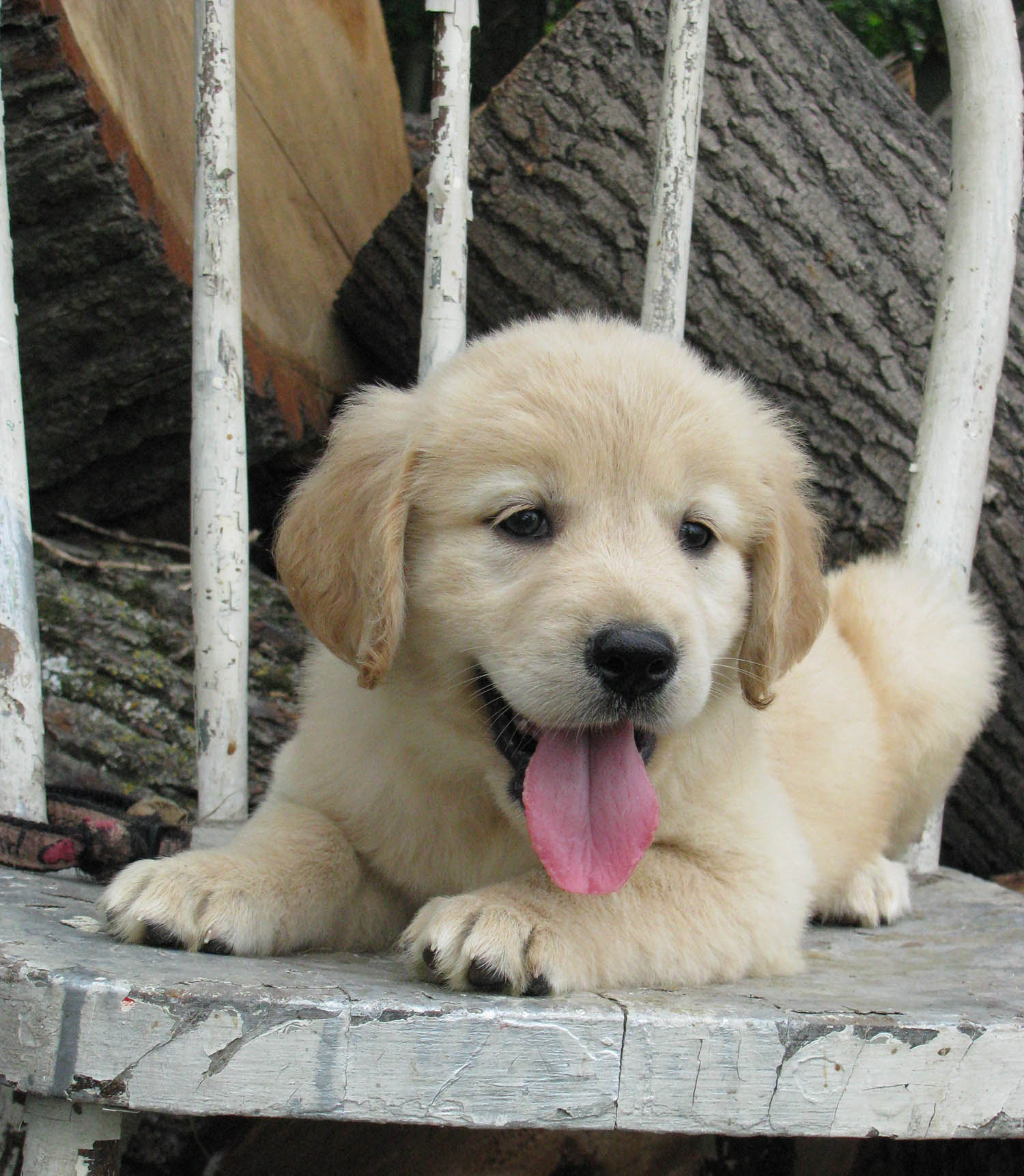 A healthy puppy from a trustworthy breeder may. Minnesota Golden Retrievers For Sale Sharptail Ridge