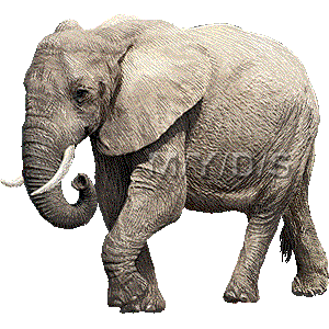 最高の動物画像 50 象 イラスト かっこいい