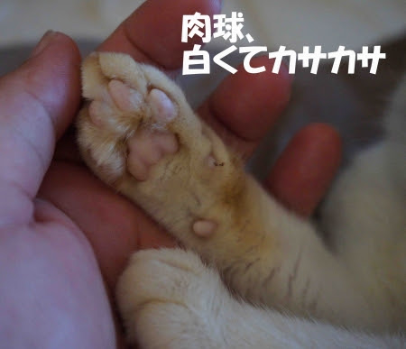 ベスト猫 肉球 白い 最高の花の画像