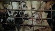 President Geun-Hye Park:: Take Dog & Cat Meat off the Menu!