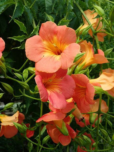 トップ100 ノウゼンカズラ かずら 花 すべての美しい花の画像