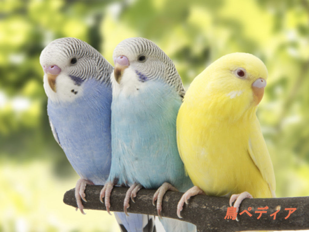 100 Epic Best壁紙 インコ 最高の花の画像