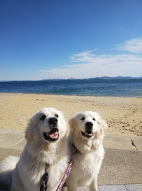 50 グレア アマゾン Cm 犬グレートピレニーズ ざたなもめ