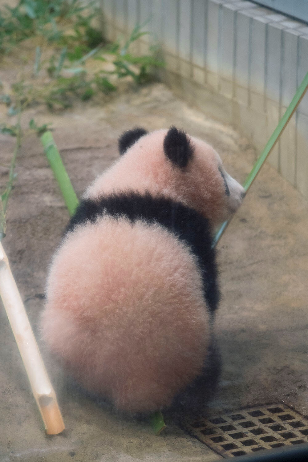驚くばかりパンダ 可愛い 画像 ただ壁紙hd