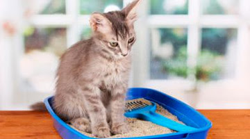 FLUTD, una emergencia urinaria vital para tu gato: cómo evitarla
  