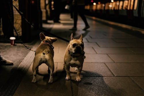 French bulldogs like all other dogs like to roll and climb in the craziest places you could ever imagine. French Bulldog Tail How To Keep It Clean Frenchie World Shop