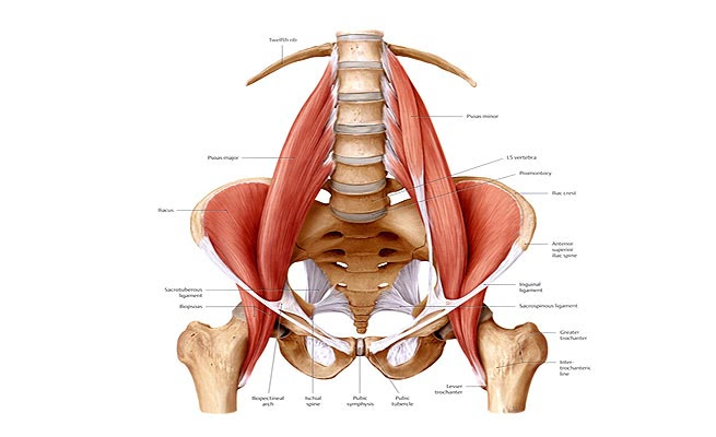 The quick answer to this question is the muscles of the lower back are the multifidus, longissimus, spinalis, and quadratus lumborum. Pain In Lower Back Loosen The Psoas Muscles Online Health Mag