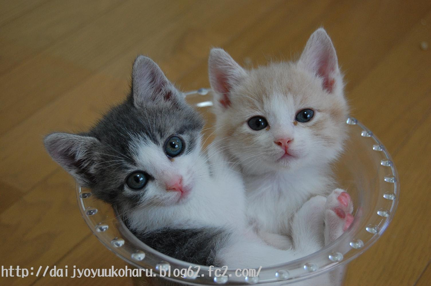 75 猫 壁紙 フリー 最高の花の画像