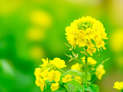 √完了しました！ 菜の花 壁紙 フリー 313144-菜の花 壁紙 フリー