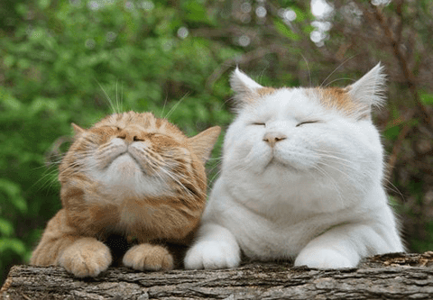 癒し画像 動物 癒し画像 動物以外 Lurlinelingle
