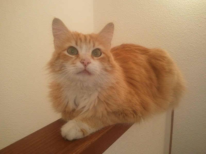 Chat Roux Et Blanc Poil Long Race Get Images