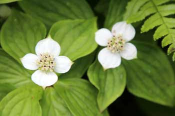 すべての美しい花の画像 ベスト花びら 4 枚