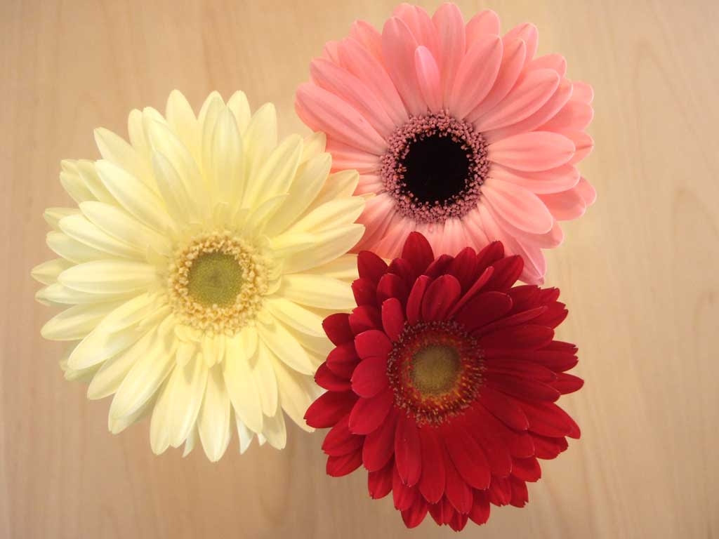 心に強く訴える花 ガーベラ 壁紙 最高の花の画像