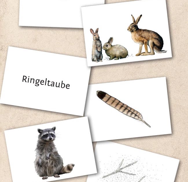 Rätsel Tierspuren / Taschenbuch Sticker Wissen Natur ...