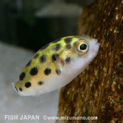 可愛い 熱帯魚 ランキング 265091-可愛い 熱帯魚 ランキング