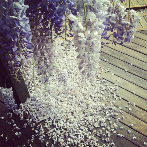 すべての花の画像 トップ100 Iphone 壁紙 藤の花