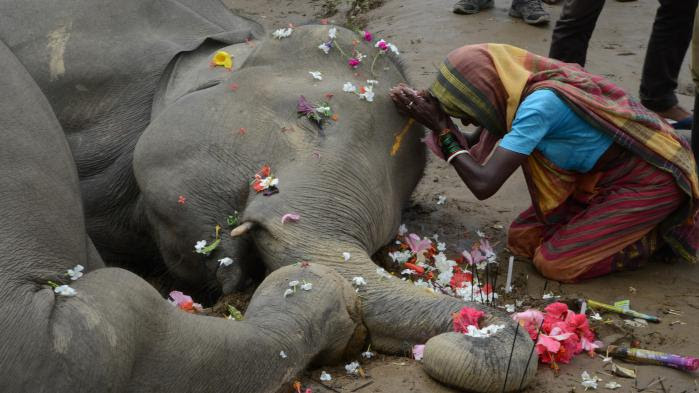 VIDEO. Deux éléphants électrocutés dans l'Est de l'Inde