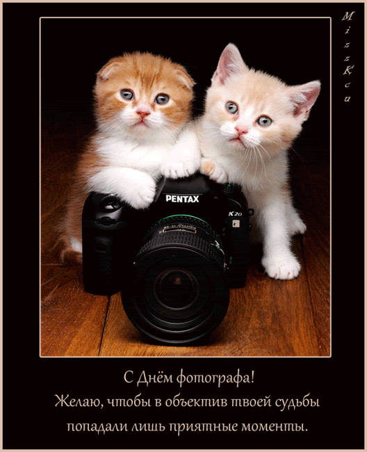 Этот день считают своим профессиональным праздником люди с фотоаппаратом в руках. Gif Otkrytki S Dnem Fotografa Otkrytki Na Professionalnye Prazdniki Den Fotografa
