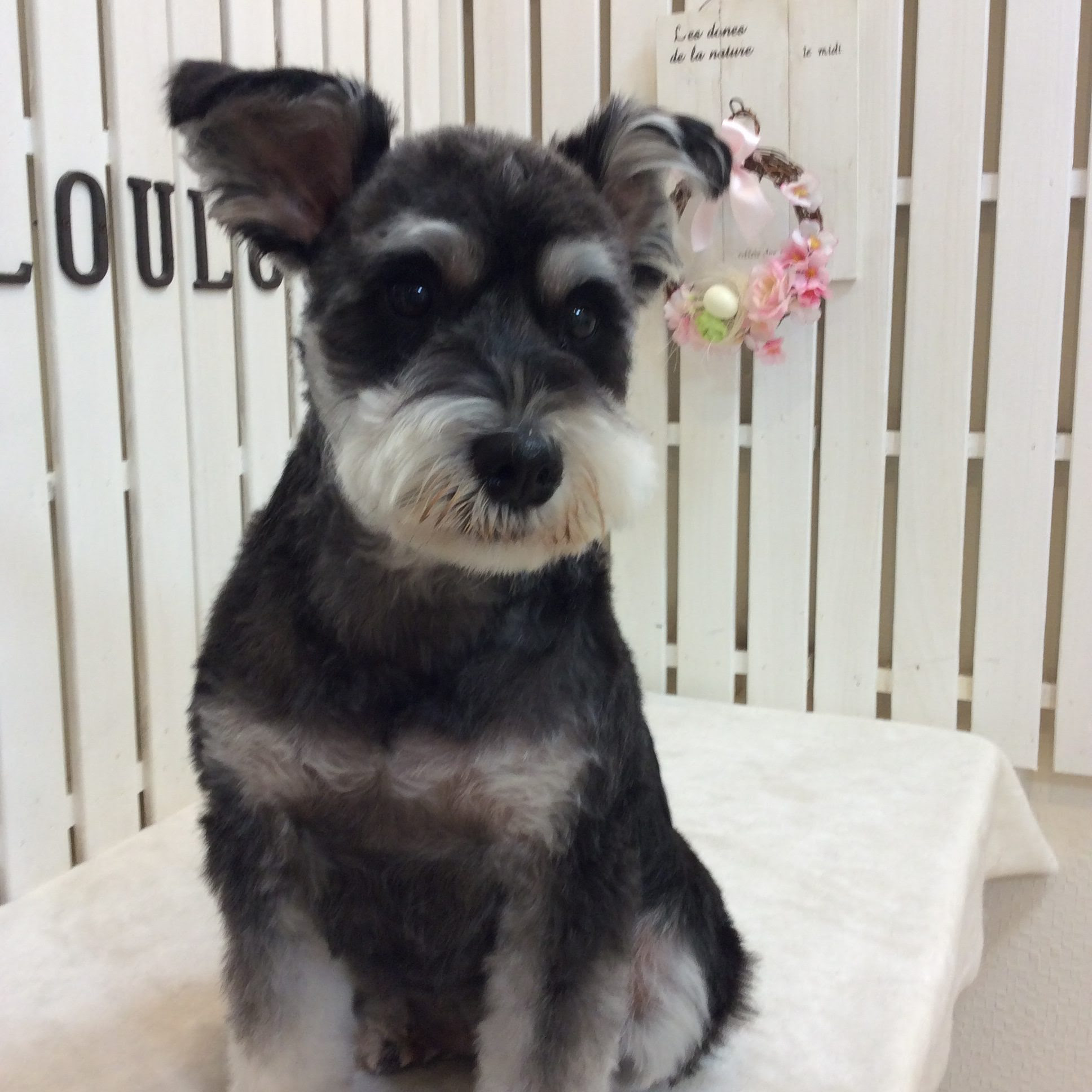 ロイヤリティフリーシュナウザー カット 可愛い 最高の動物画像
