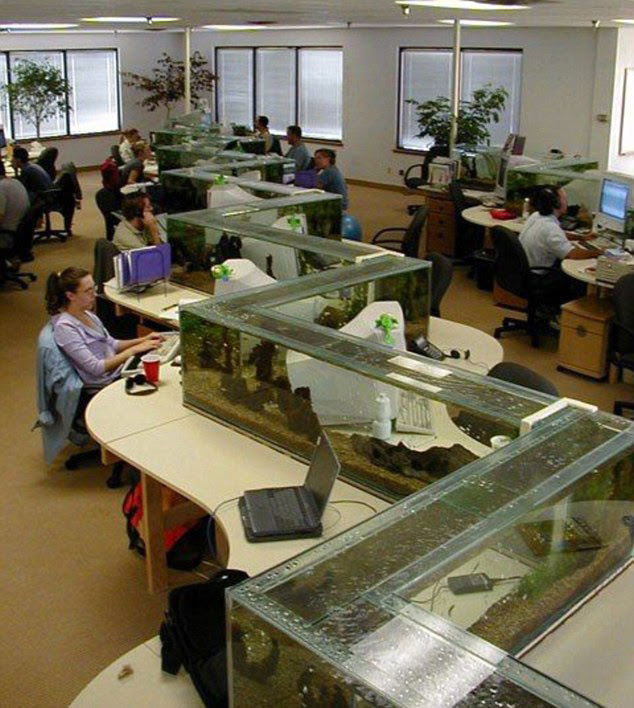Office centre table aquarium offered by rashida creation is available with multiple payment we are fastest growing supplier of a wide range of office centre table aquarium in kolkata, west. Office Aquarium Doubles As Desk Divider Twistedsifter