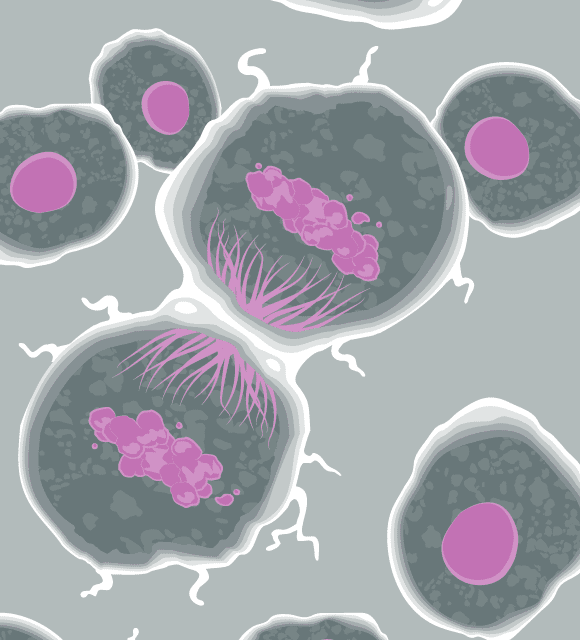 Cell division