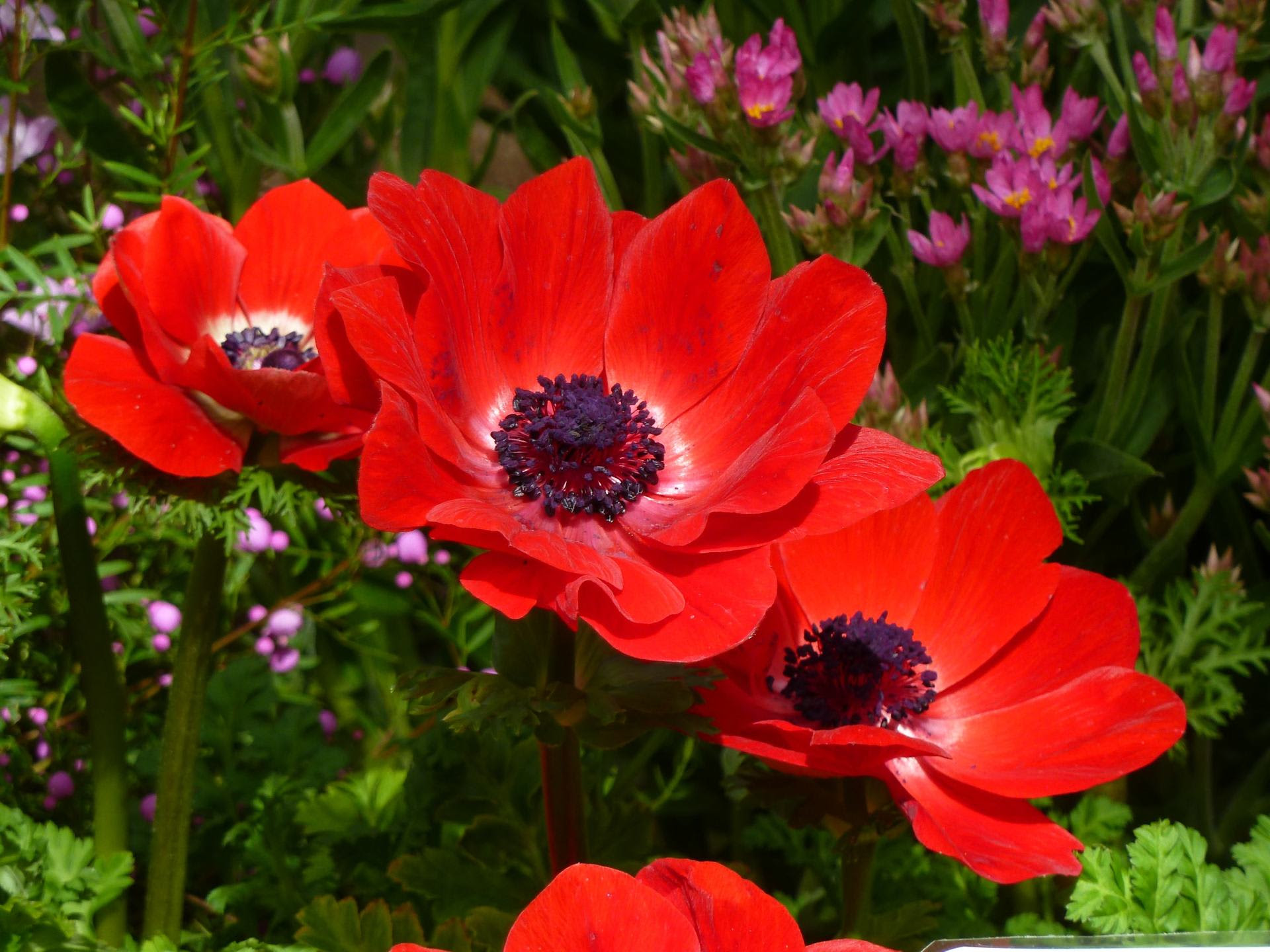 75 アネモネ 壁紙 最高の花の画像