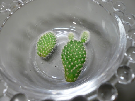 すべての美しい花の画像 ベスト50 サボテン 葉 挿し