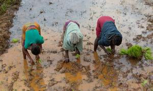 Mujeres plantan arroz en una zona del este de Madagascar devastada por dos ciclones consecutivos a principios de 2022.