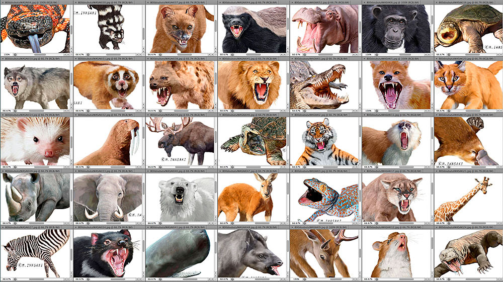 最新 動物 イラスト リアル 写真素材 フォトライブラリー