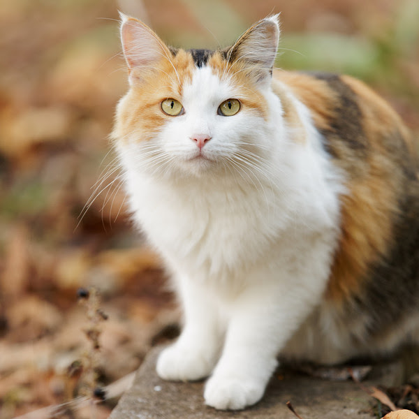  Gambar  Kucing  Anggora Warna  Hitam  Putih